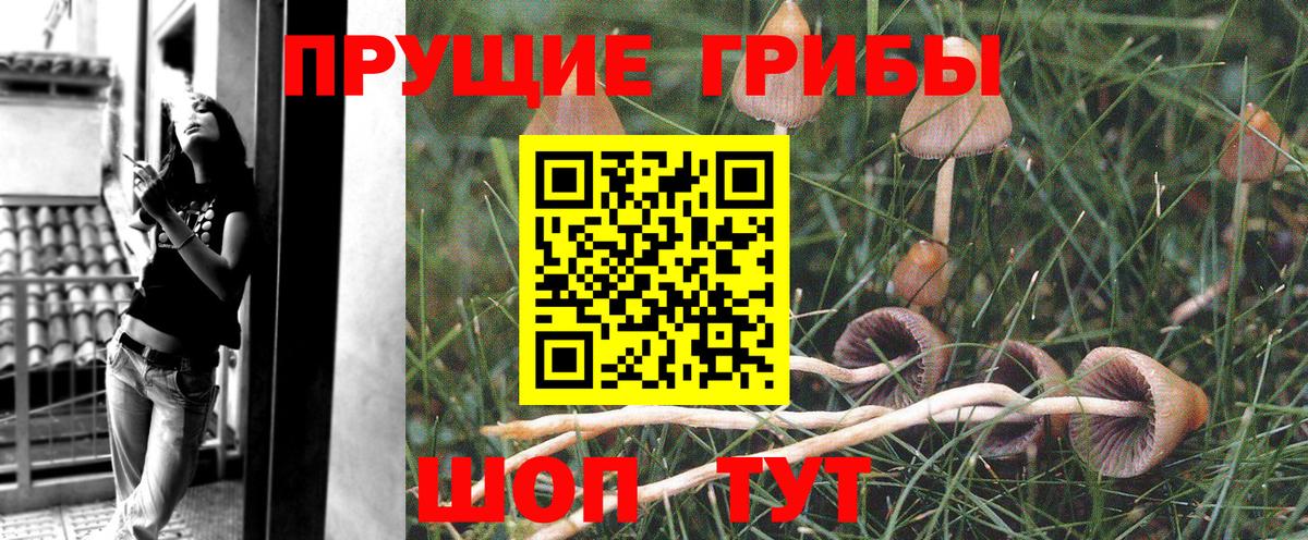Галлюциногенные грибы Psilocybine cubensis  Вход с VPN  купить наркотики сайты  Краснознаменск  Псилоцибиновые грибы GOLDEN TEACHER 